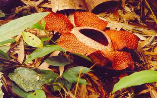 Самые жуткие растения нашей планеты