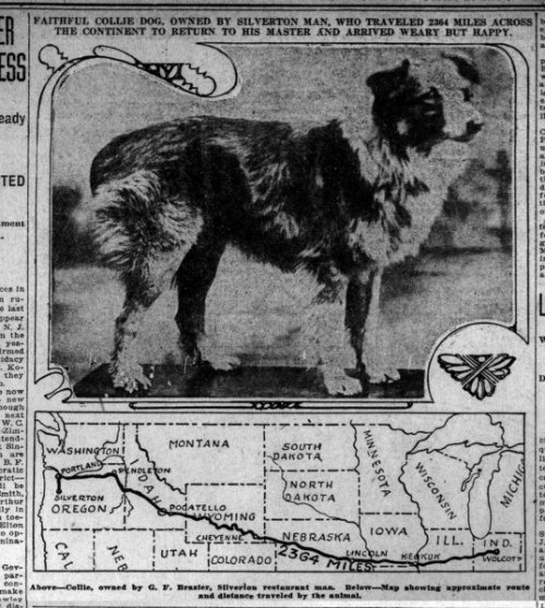 Самые смелые собаки Самые смелые собаки