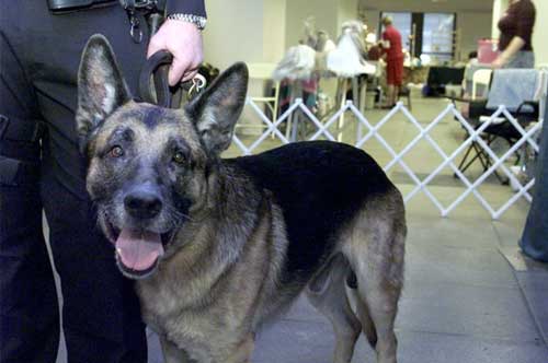 Самые смелые собаки Самые смелые собаки