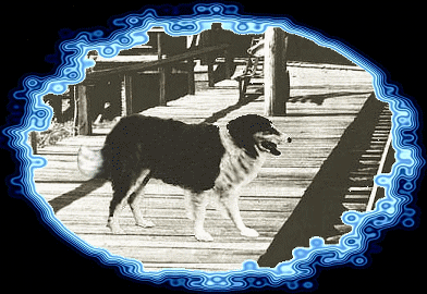 Самые смелые собаки Самые смелые собаки