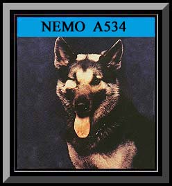 Самые смелые собаки Самые смелые собаки