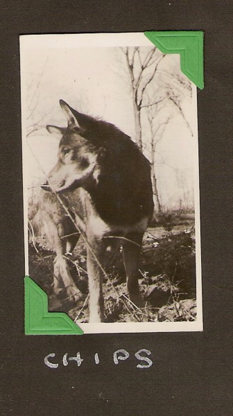 Самые смелые собаки Самые смелые собаки