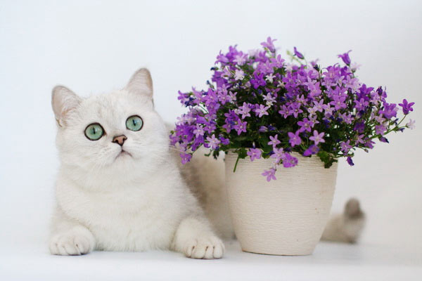 коты, кошки, цветы, натюрморты