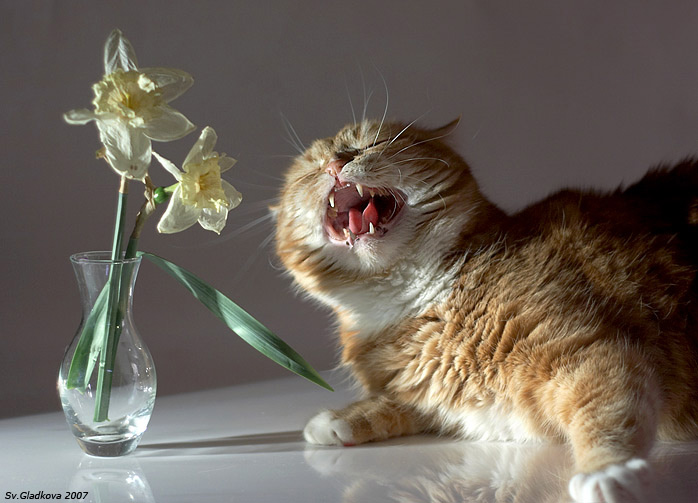 коты, кошки, цветы, натюрморты