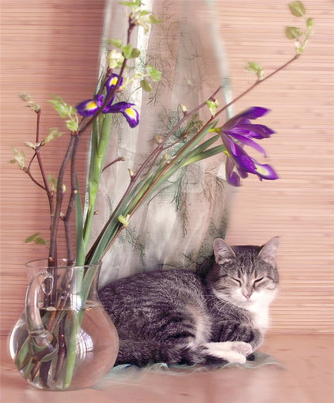 коты, кошки, цветы, натюрморты