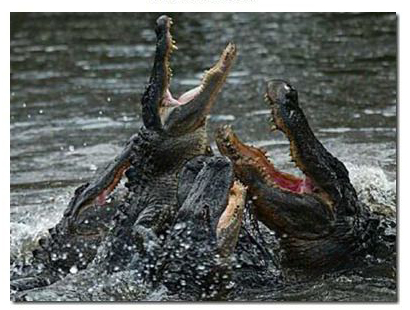 Они выжили. 10 историй о героическом выживании.