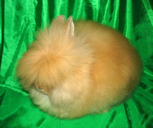 Ангорский кролик - самый пушистый кролик в мире Ангорский кролик - самый пушистый кролик в мире