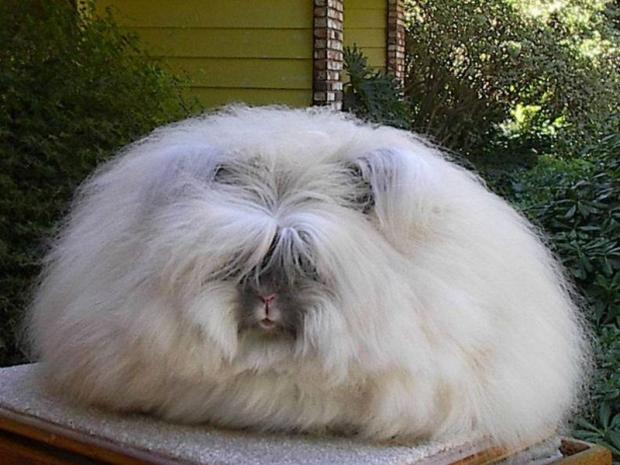 Ангорский кролик - самый пушистый кролик в мире Ангорский кролик - самый пушистый кролик в мире