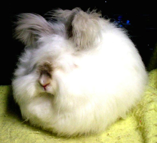 Ангорский кролик - самый пушистый кролик в мире Ангорский кролик - самый пушистый кролик в мире