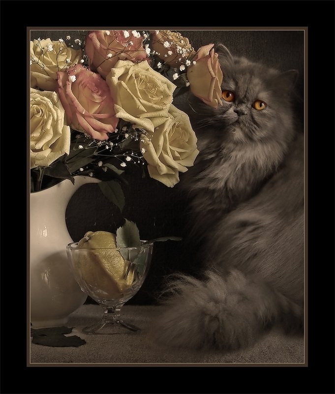 коты, кошки, цветы, натюрморты