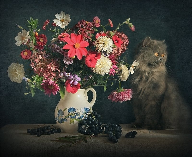 коты, кошки, цветы, натюрморты