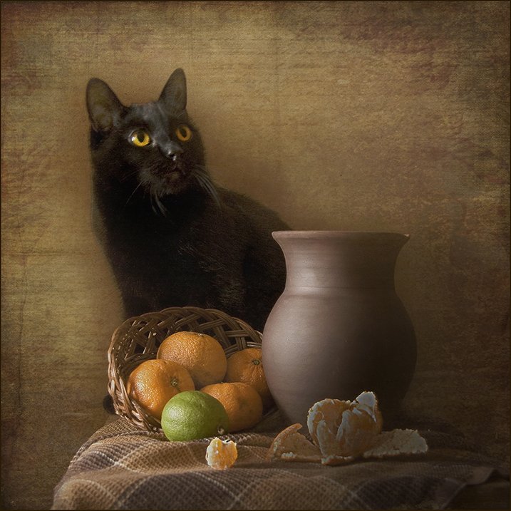 коты, кошки, цветы, натюрморты