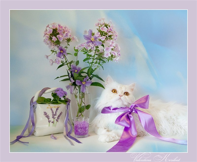 Кот и сирень картинки