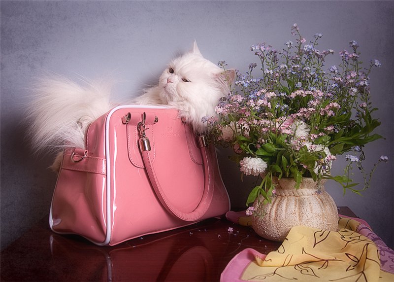 коты, кошки, цветы, натюрморты