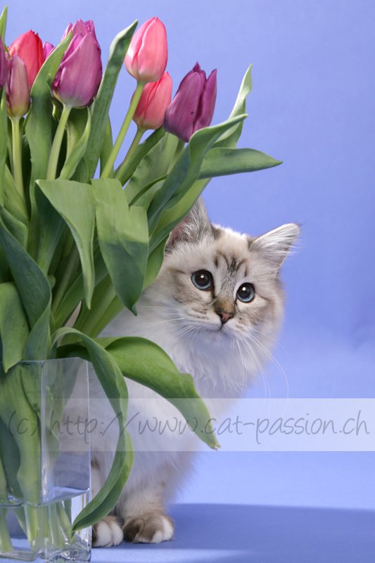 коты, кошки, цветы, натюрморты