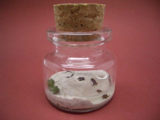 Уникальный проект. Весь мир в маленькой бутылке. Уникальный проект. Весь мир в маленькой бутылке.