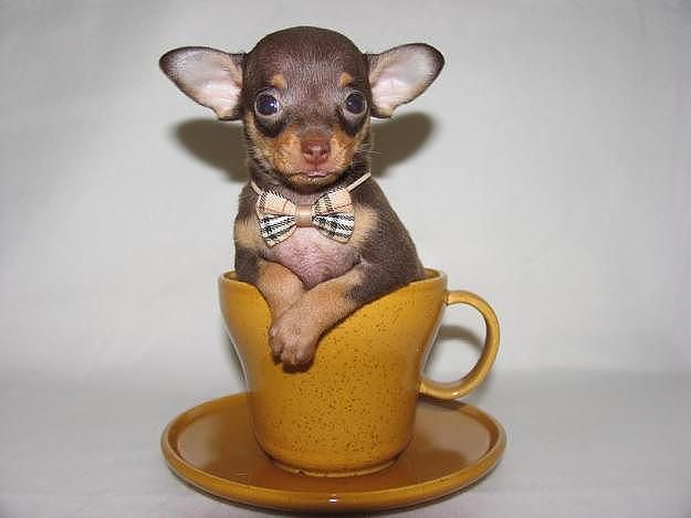 Такие милые детёныши животных