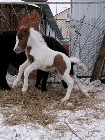 Такие милые детёныши животных