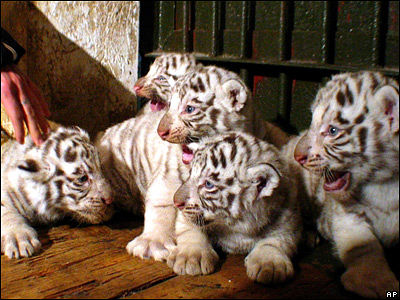 Такие милые детёныши животных