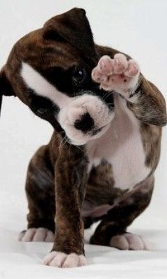 Такие милые детёныши животных