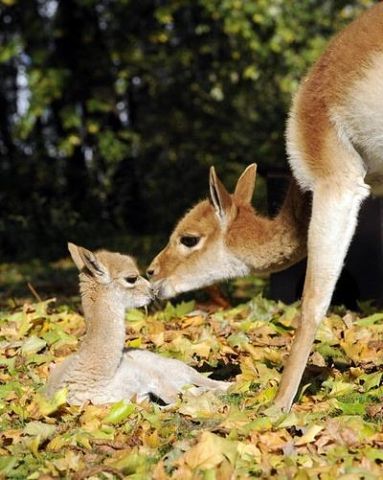 Такие милые детёныши животных