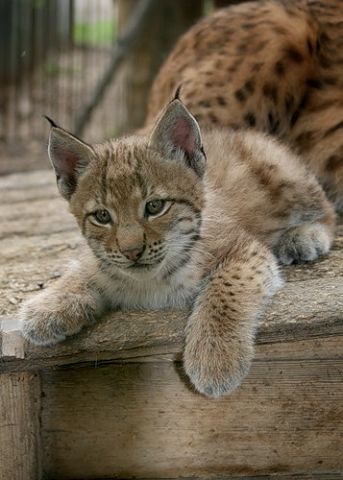 Такие милые детёныши животных