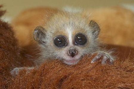 Такие милые детёныши животных