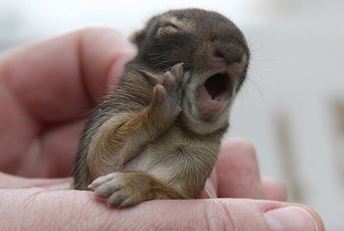 Такие милые детёныши животных