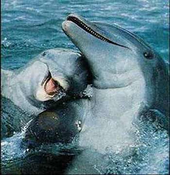 Такие милые детёныши животных