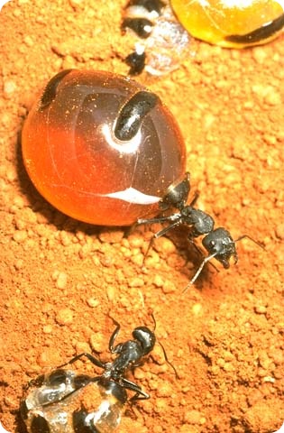Медовые муравьи
