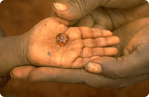 Медовые муравьи