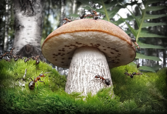 Забавные муравьи от Андрея Павлова