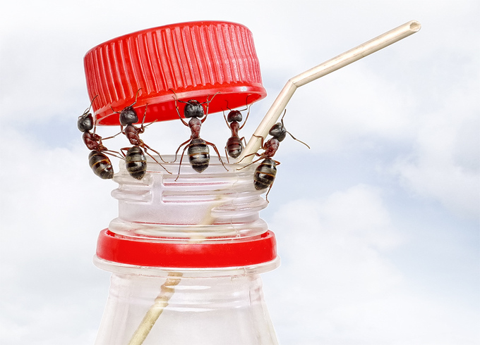 Забавные муравьи от Андрея Павлова