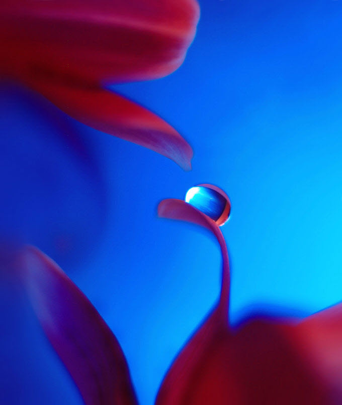 Нежнейшая макросъемка от фотографа Юлианы Нан Нежнейшая макросъемка от фотографа Юлианы Нан