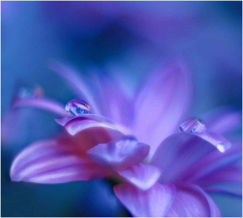 Нежнейшая макросъемка от фотографа Юлианы Нан Нежнейшая макросъемка от фотографа Юлианы Нан