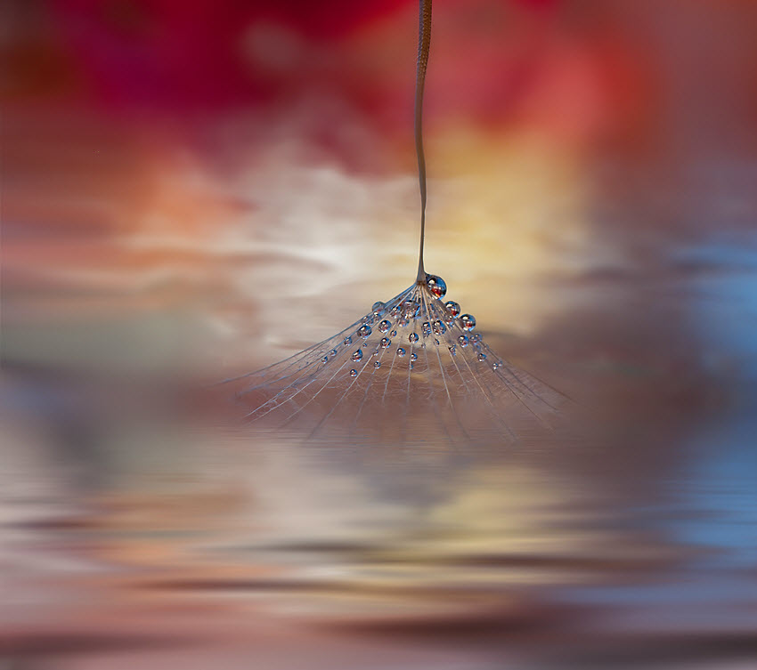 Нежнейшая макросъемка от фотографа Юлианы Нан Нежнейшая макросъемка от фотографа Юлианы Нан