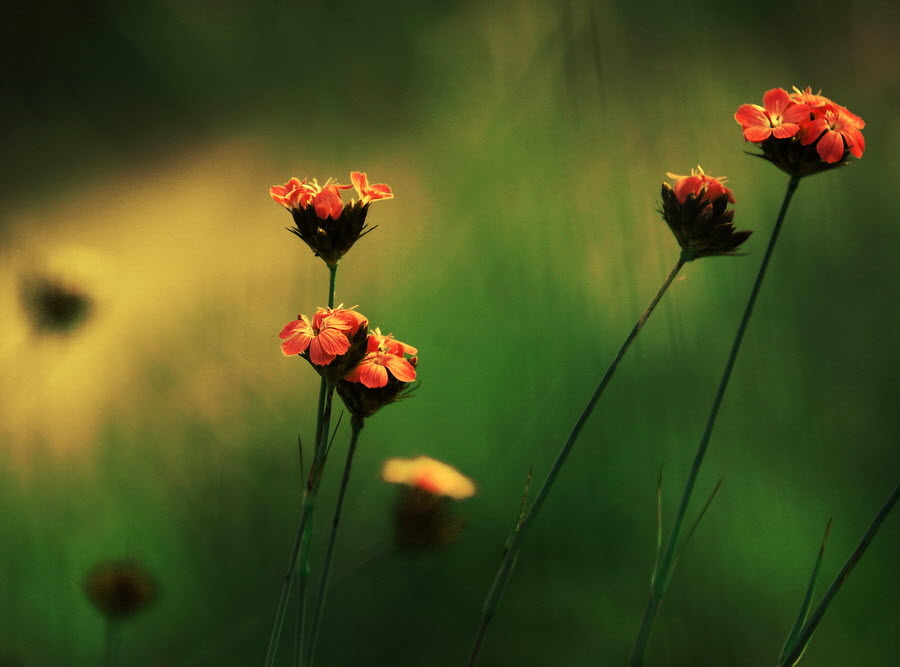 Нежнейшая макросъемка от фотографа Юлианы Нан Нежнейшая макросъемка от фотографа Юлианы Нан