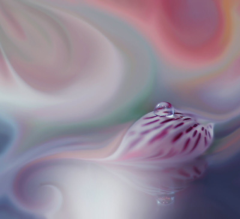 Нежнейшая макросъемка от фотографа Юлианы Нан Нежнейшая макросъемка от фотографа Юлианы Нан