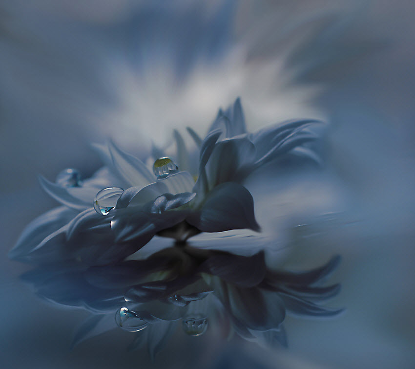 Нежнейшая макросъемка от фотографа Юлианы Нан Нежнейшая макросъемка от фотографа Юлианы Нан