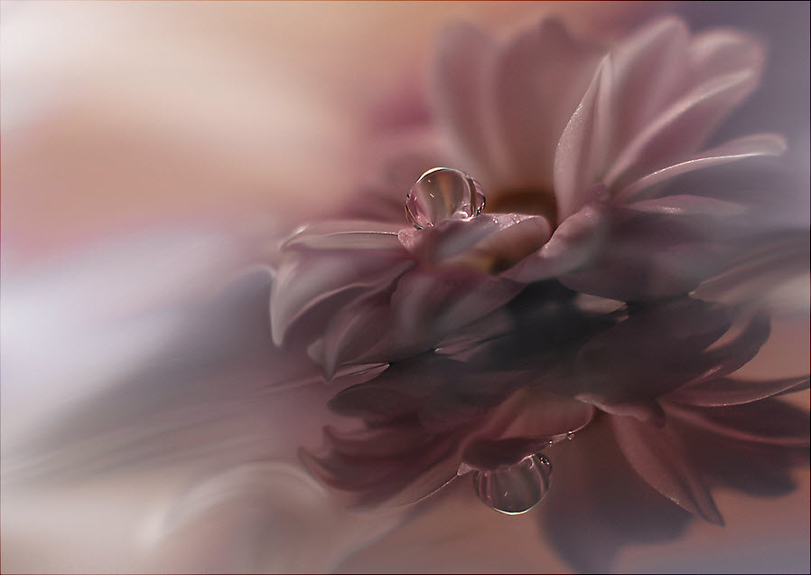 Нежнейшая макросъемка от фотографа Юлианы Нан Нежнейшая макросъемка от фотографа Юлианы Нан