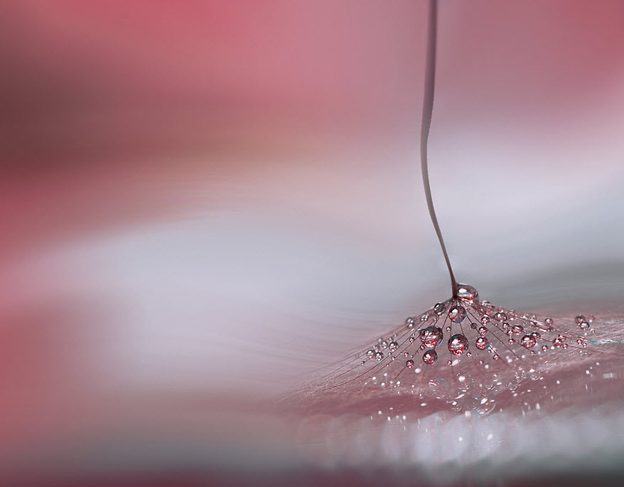 Нежнейшая макросъемка от фотографа Юлианы Нан Нежнейшая макросъемка от фотографа Юлианы Нан