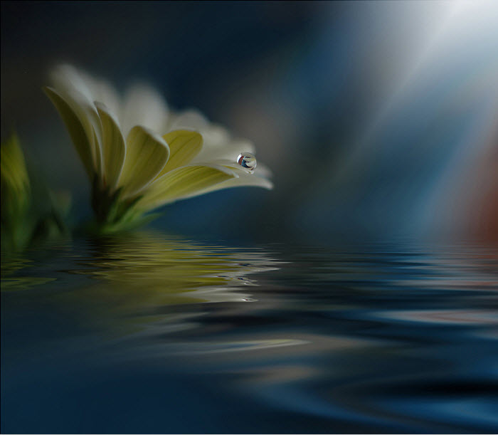 Нежнейшая макросъемка от фотографа Юлианы Нан Нежнейшая макросъемка от фотографа Юлианы Нан