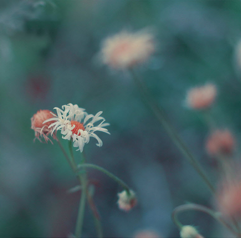 Нежнейшая макросъемка от фотографа Юлианы Нан Нежнейшая макросъемка от фотографа Юлианы Нан
