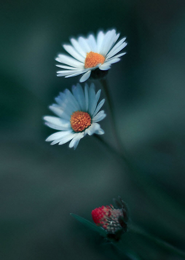 Нежнейшая макросъемка от фотографа Юлианы Нан Нежнейшая макросъемка от фотографа Юлианы Нан