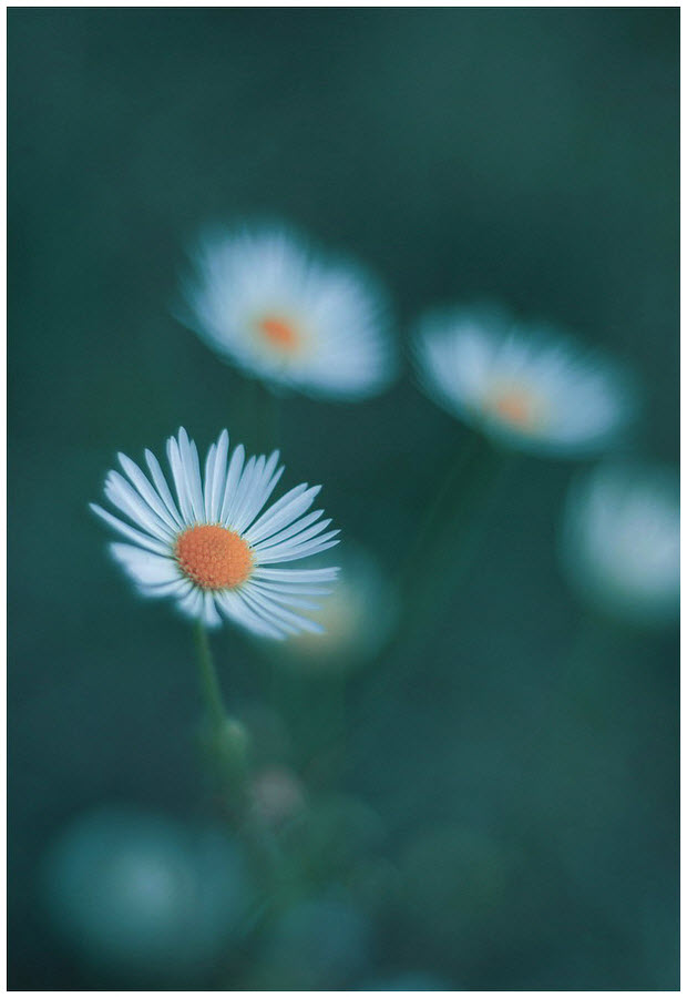 Нежнейшая макросъемка от фотографа Юлианы Нан Нежнейшая макросъемка от фотографа Юлианы Нан