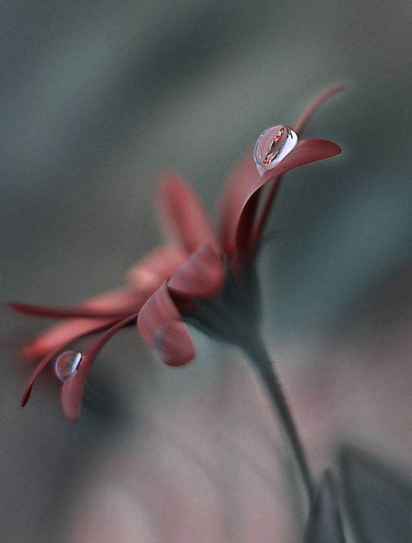 Нежнейшая макросъемка от фотографа Юлианы Нан Нежнейшая макросъемка от фотографа Юлианы Нан