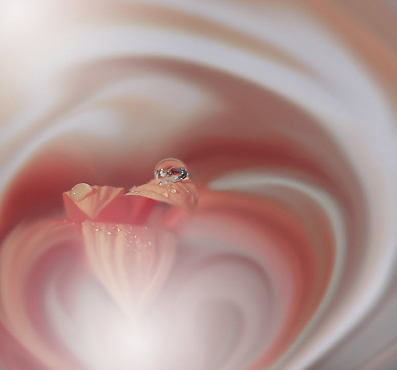 Нежнейшая макросъемка от фотографа Юлианы Нан Нежнейшая макросъемка от фотографа Юлианы Нан