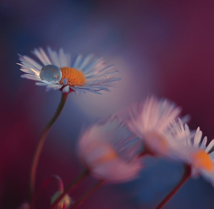 Нежнейшая макросъемка от фотографа Юлианы Нан Нежнейшая макросъемка от фотографа Юлианы Нан