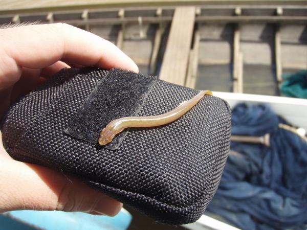 Список существ, которые могут тебя съесть! Опасные животные, могут съесть