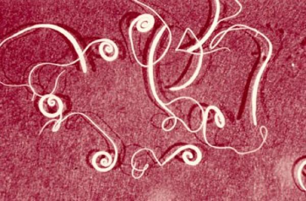 Список существ, которые могут тебя съесть! Опасные животные, могут съесть